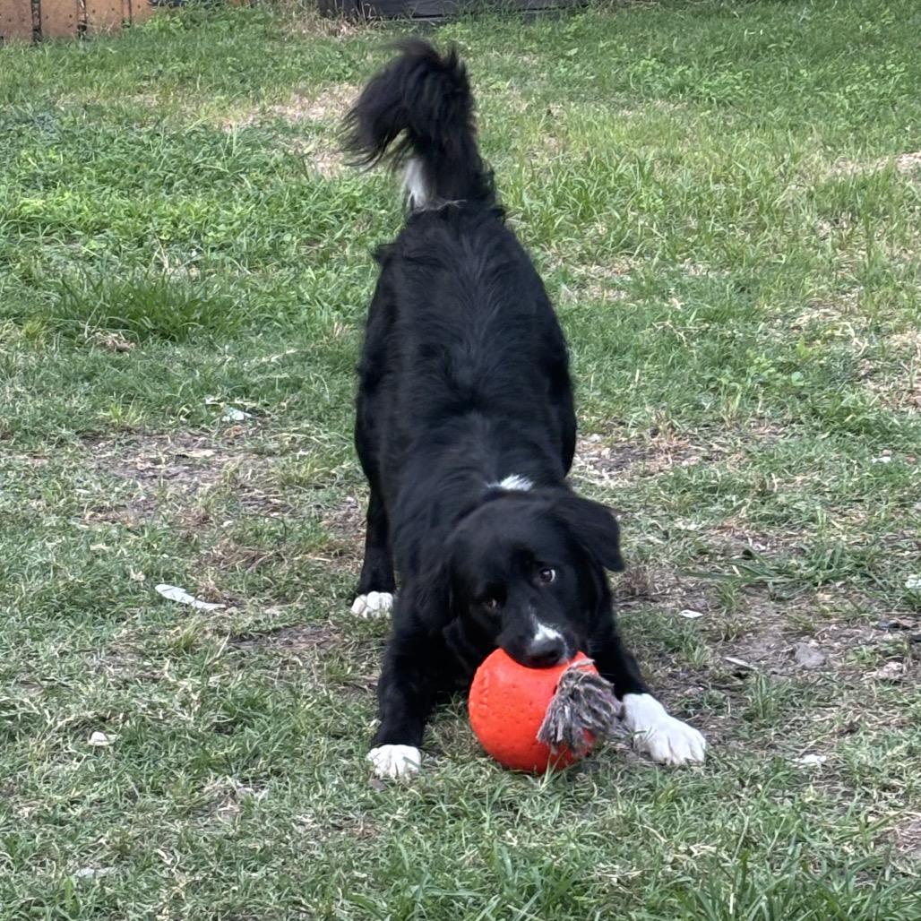 Max, Adoptable, Adult Male Border Collie & Black Labrador Retriever.