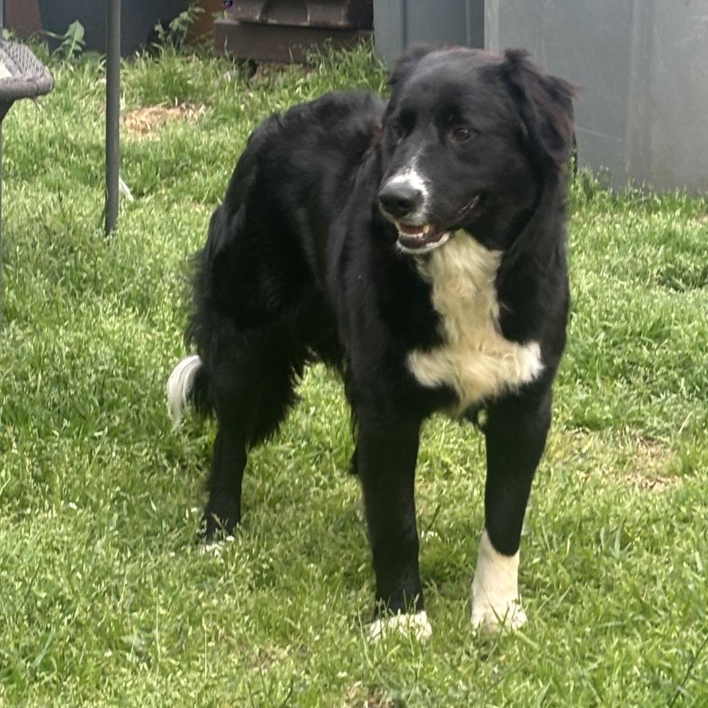 Enlarge Max, a Adoptable mixed breed in Aledo, TX image 3/4