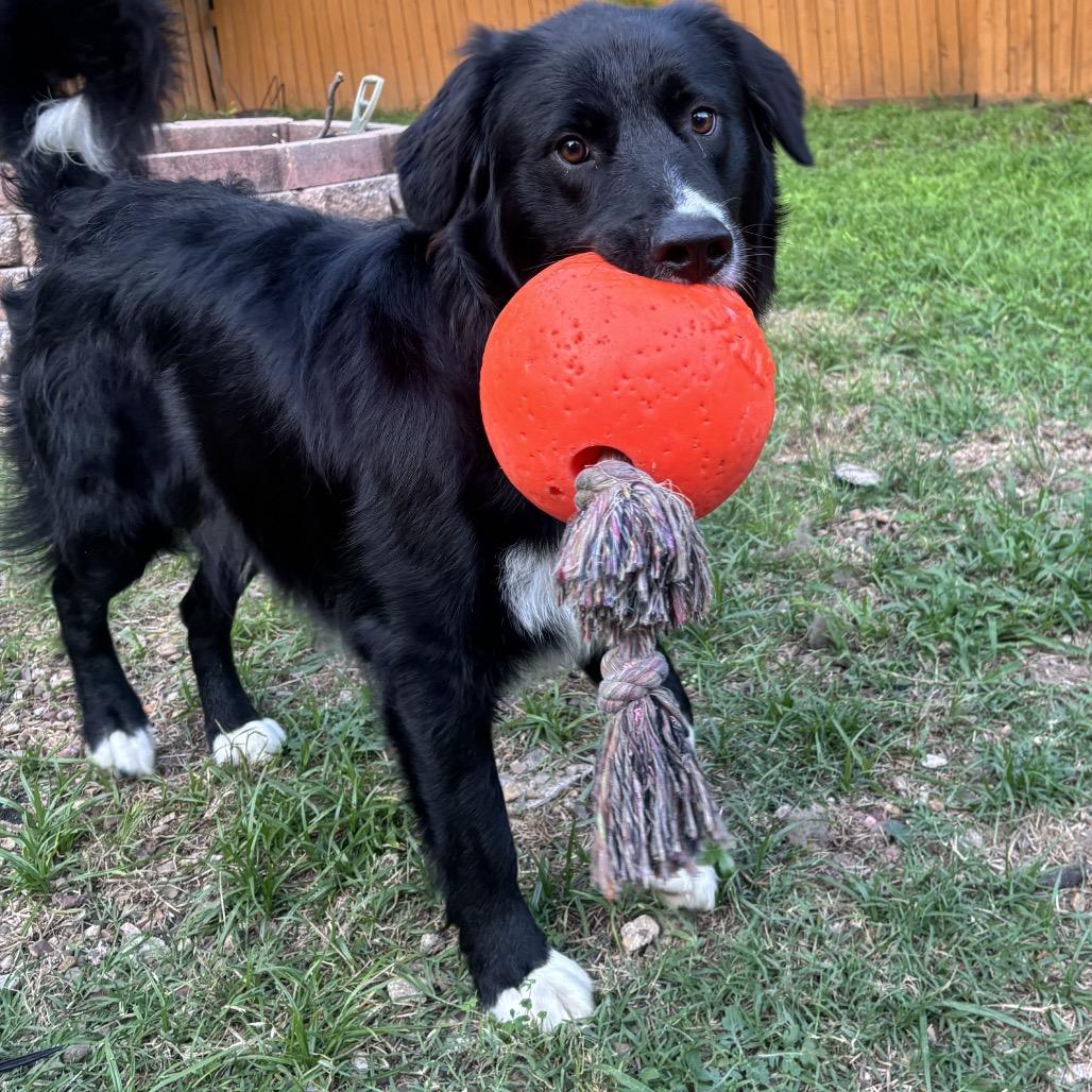 Enlarge Max, a Adoptable mixed breed in Aledo, TX image 4/4