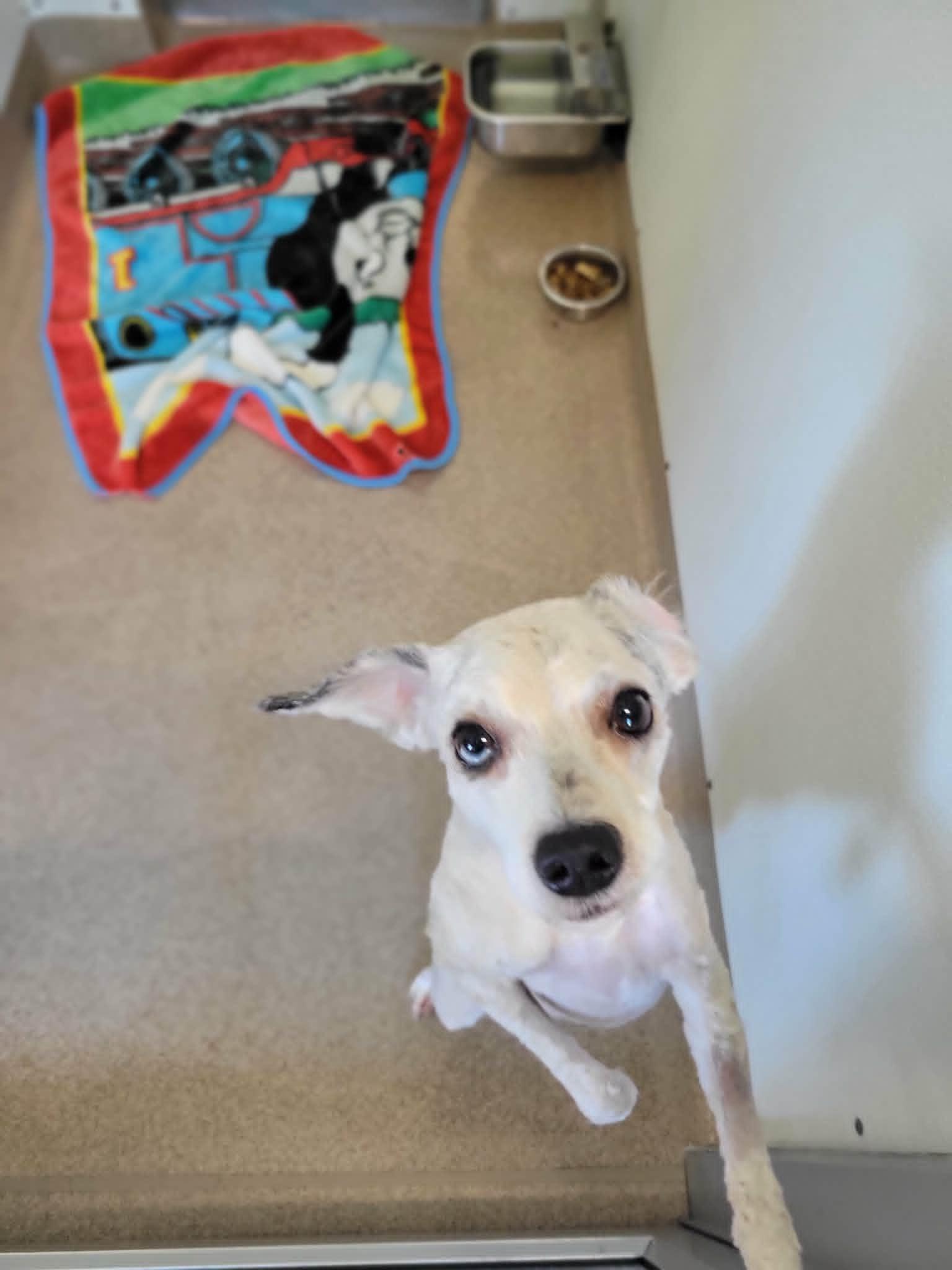 Ester, adopted, Adult Female Miniature Poodle.