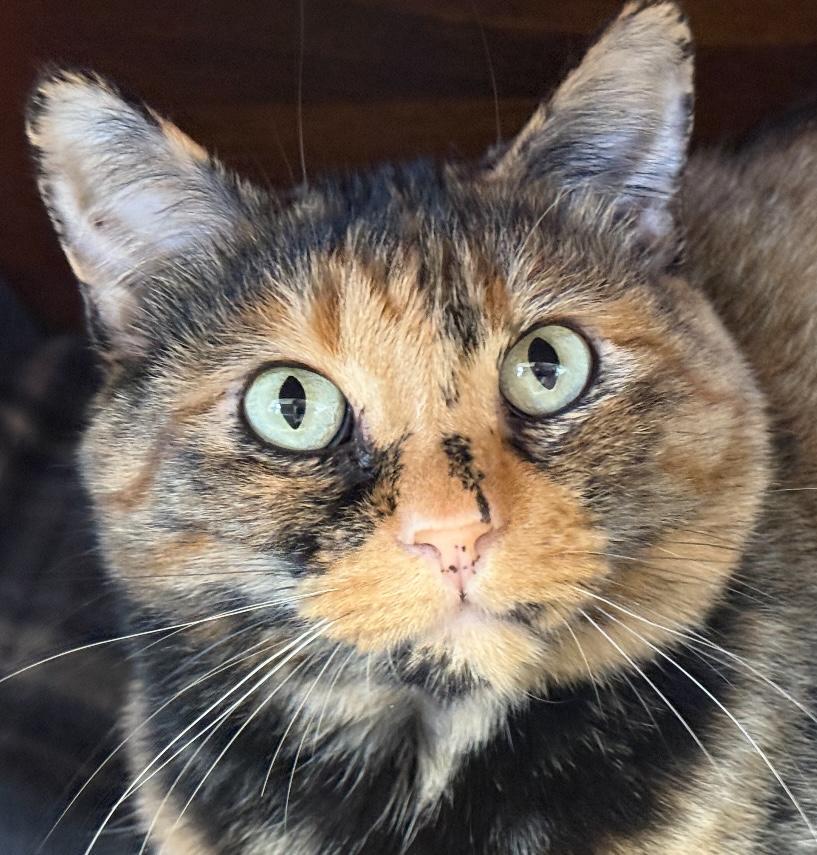 Enlarge Mikayla, a Adoptable mixed breed in Ontario, OR image 3/5