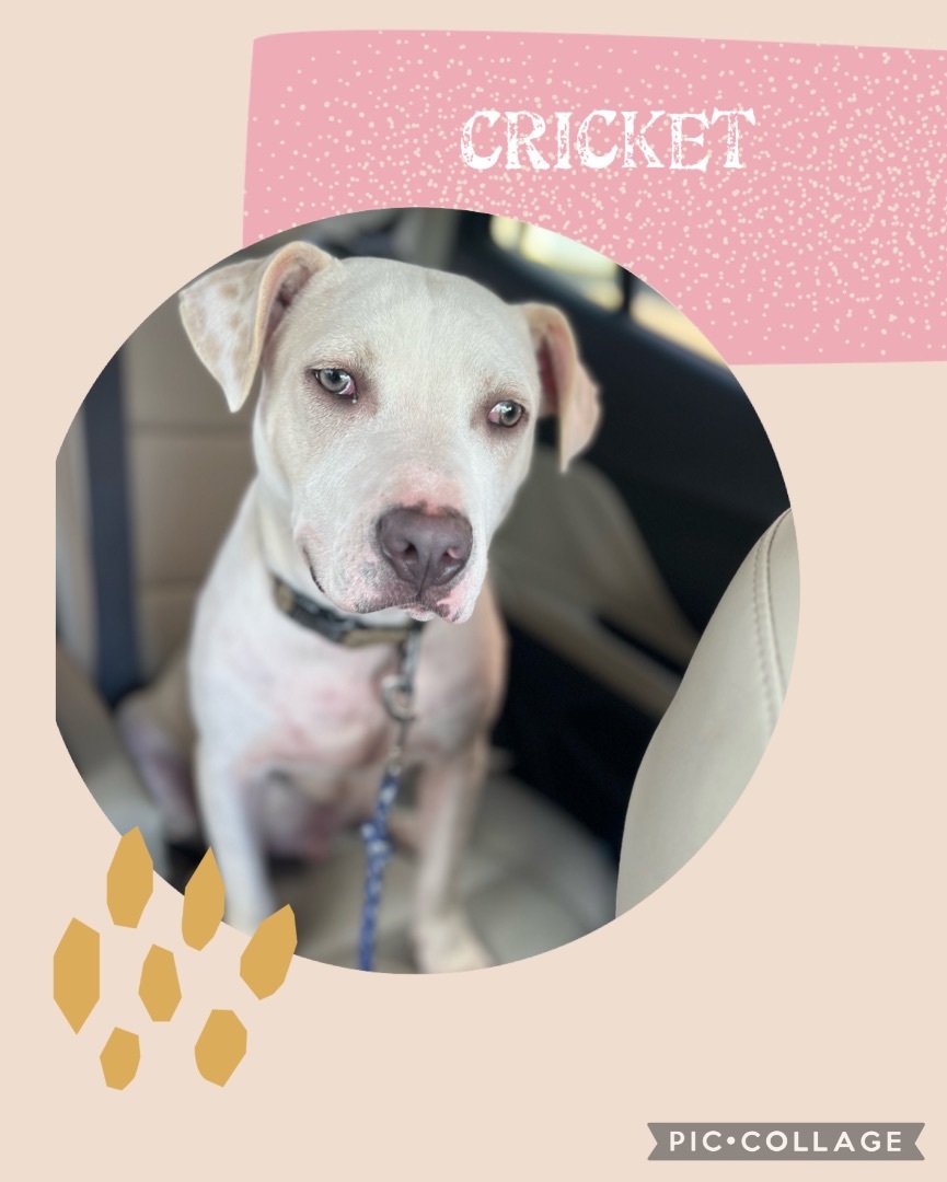 Cricket , Young Male Terrier