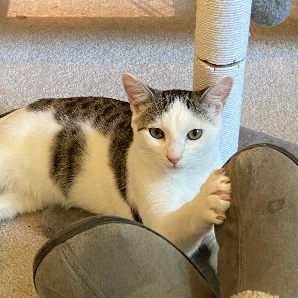 Berlioz(Barry), Adoptable, Young Female Domestic Short Hair.
