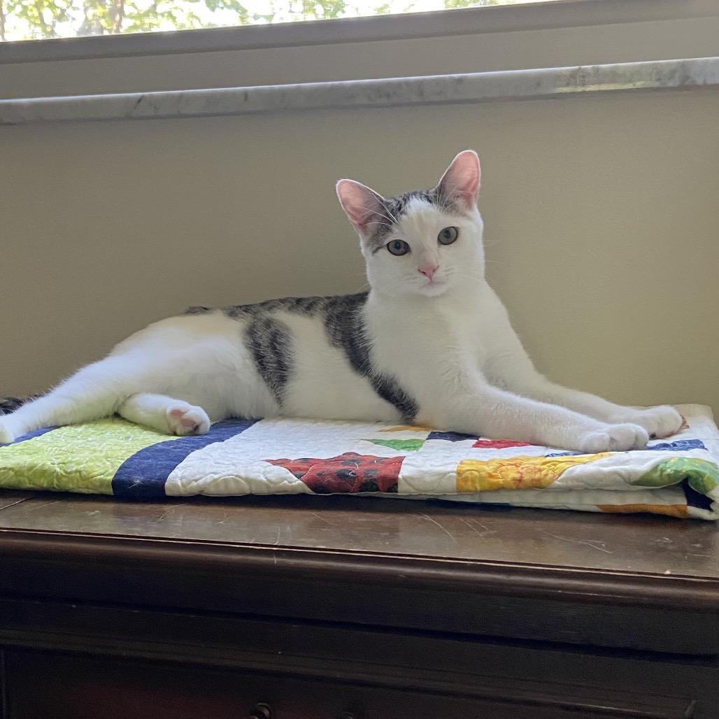 Enlarge Berlioz(Barry), a Adoptable Domestic Short Hair in Springboro, OH image 3/4
