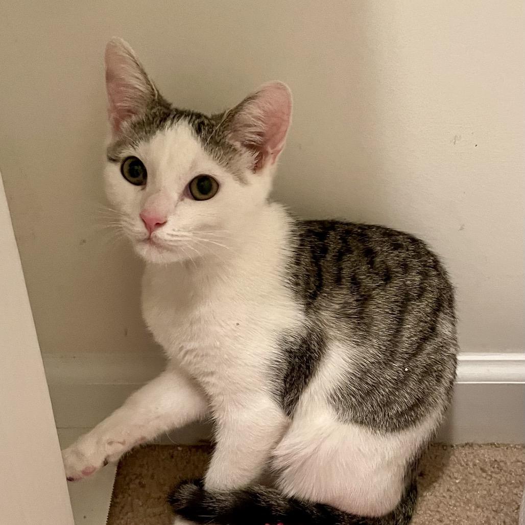 Enlarge Berlioz(Barry), a Adoptable Domestic Short Hair in Springboro, OH image 4/4