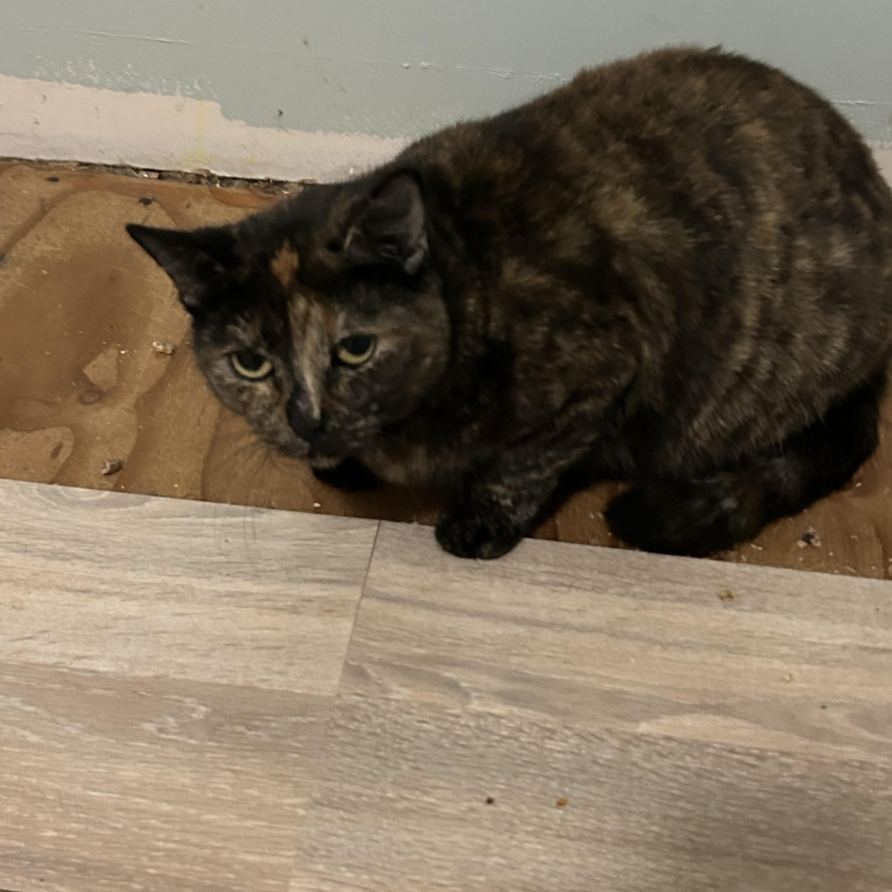 Enlarge SPOT, a Adoptable Tortoiseshell in Caribou, ME image 4/5