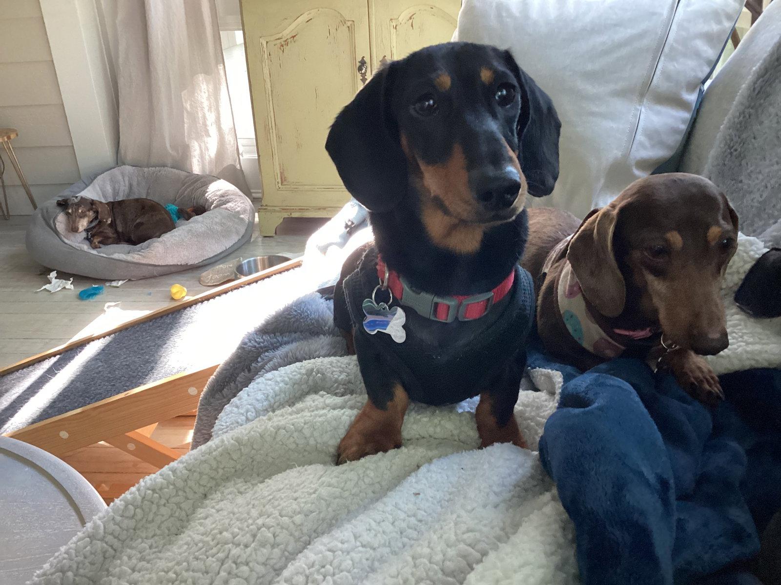 Enlarge Ditto, a Adopted Dachshund in West Columbia, SC image 1/3