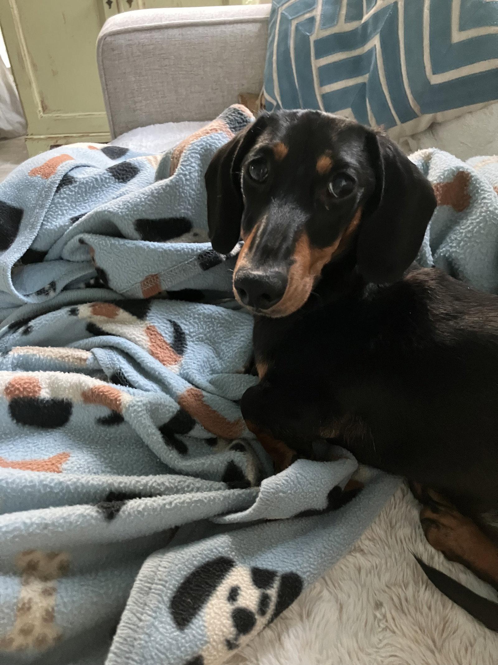 Enlarge Ditto, a Adopted Dachshund in West Columbia, SC image 2/3