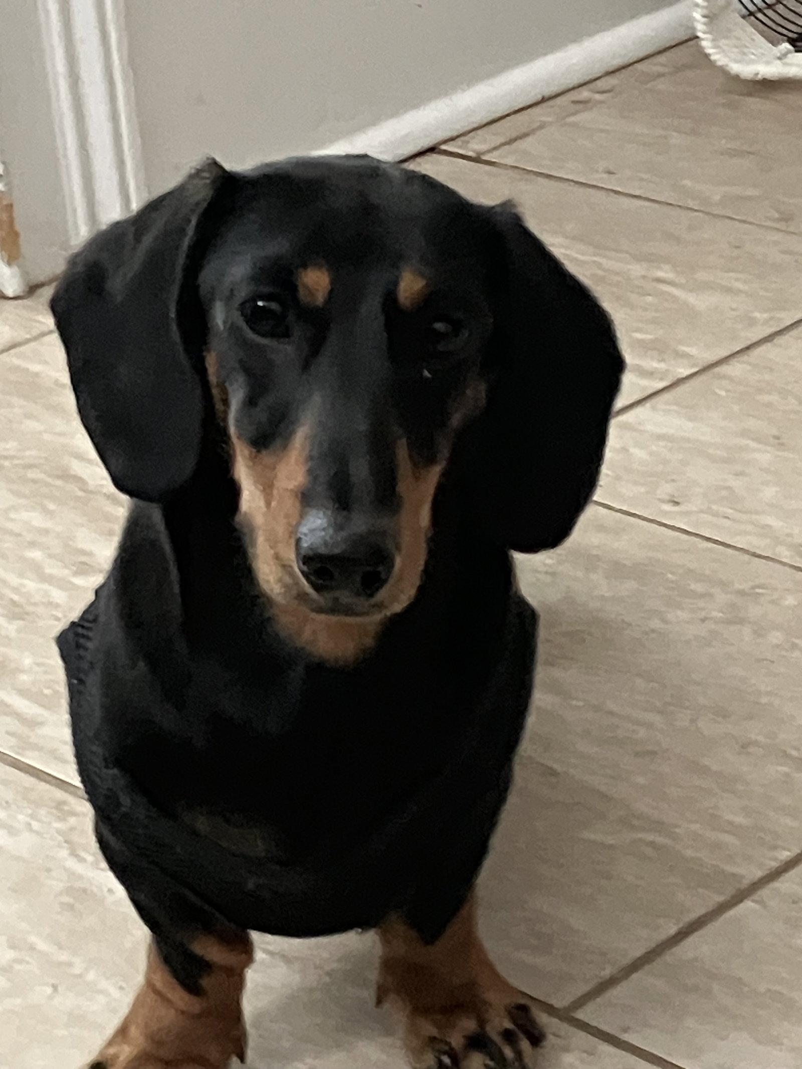 Enlarge Ditto, a Adopted Dachshund in West Columbia, SC image 3/3