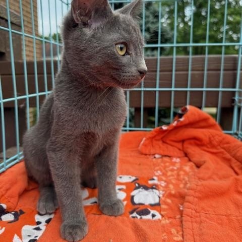 Enlarge Sherlock, a Adopted Domestic Short Hair in Atwater, OH image 1/1