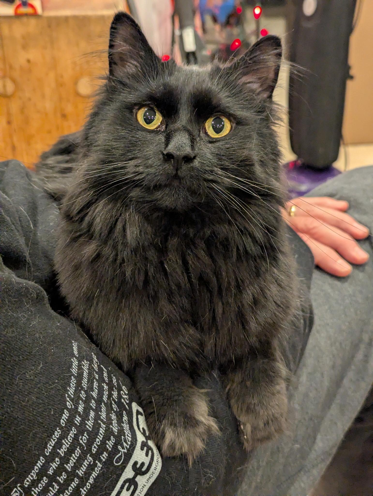 Enlarge Garfield , an adopted Domestic Long Hair in Buffalo, NY image 1/1