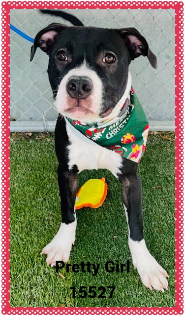 Pretty Girl See Also thumbnail 2