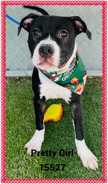 Pretty Girl See Also thumbnail 5