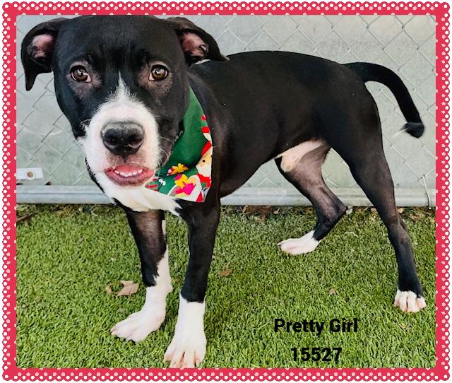 Pretty Girl See Also thumbnail 6