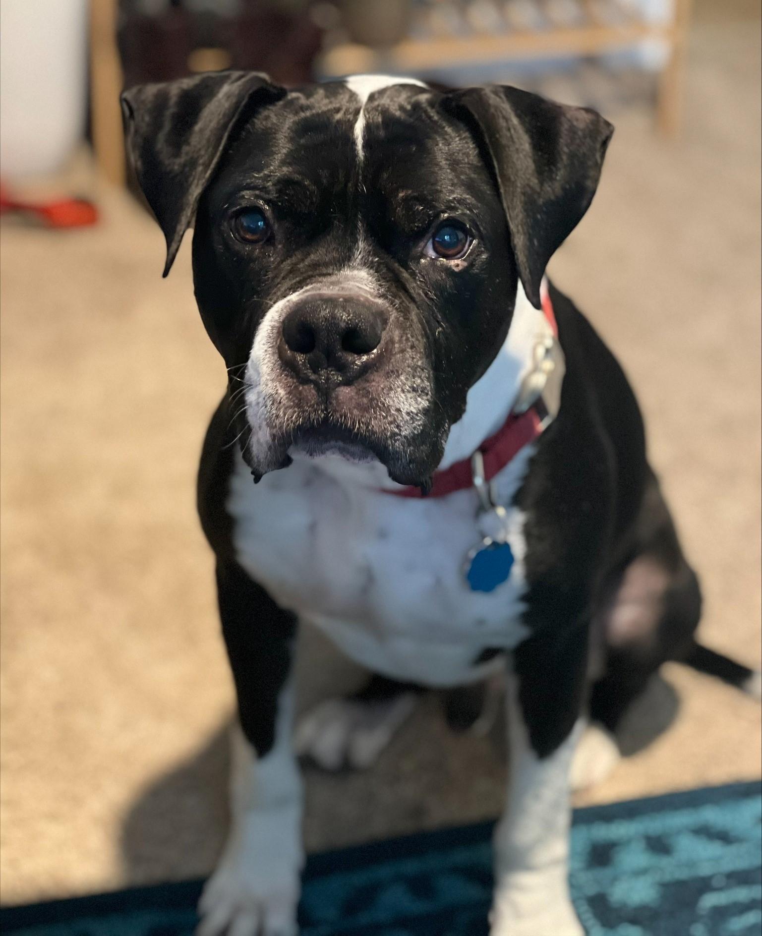 Buddy 4