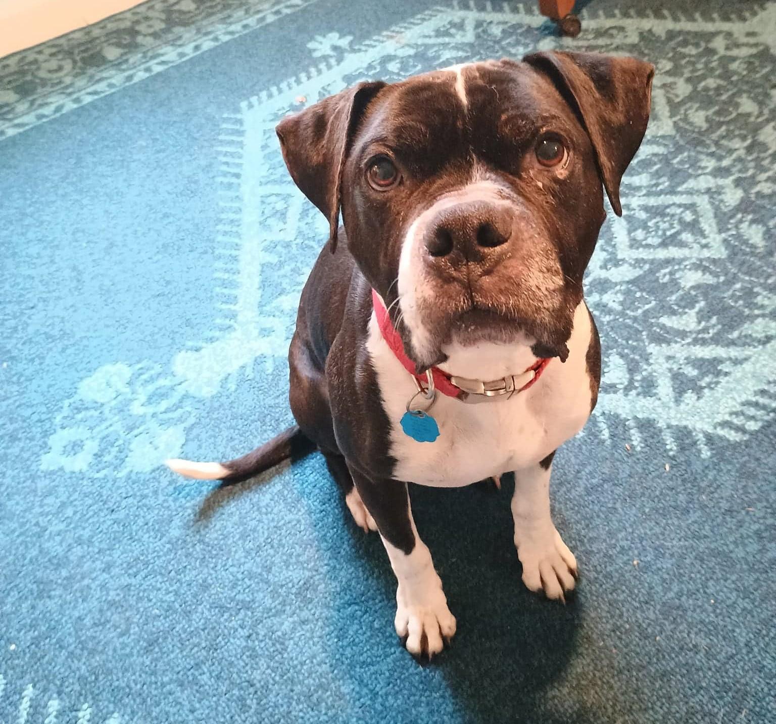Buddy 1