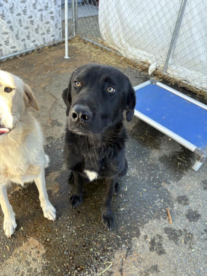 A211964, Adoptable, Young Male Labrador Retriever.