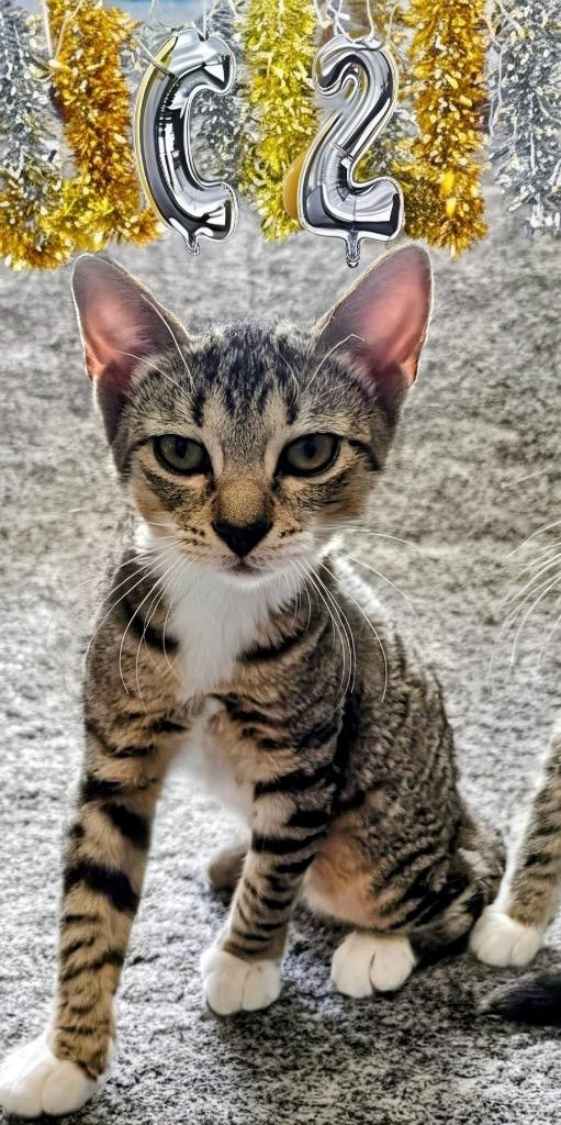 Enlarge Honey, a Adopted mixed breed in Fort Myers, FL image 2/2