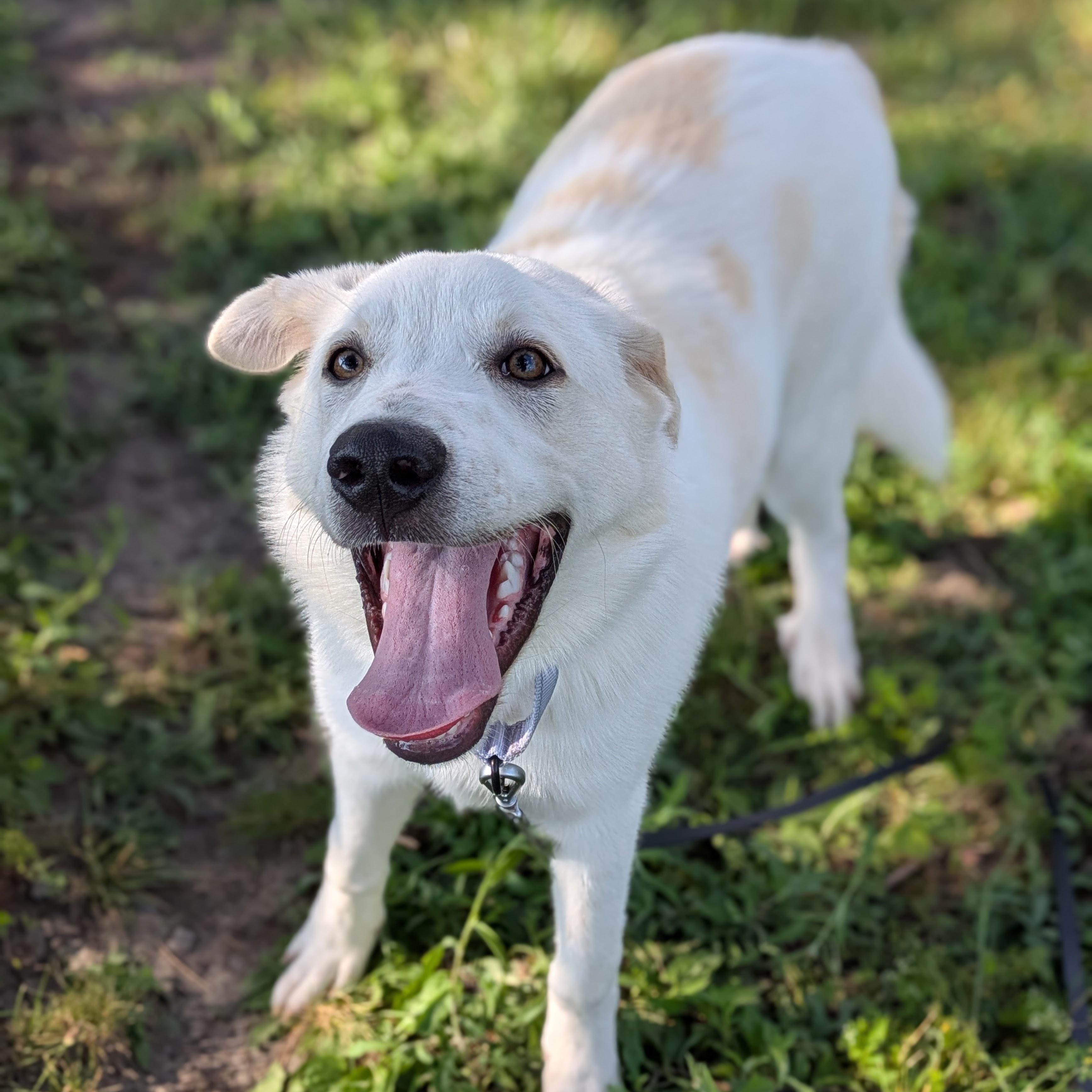 Ranger, an adopted mixed breed in Syracuse, NY image 4/4