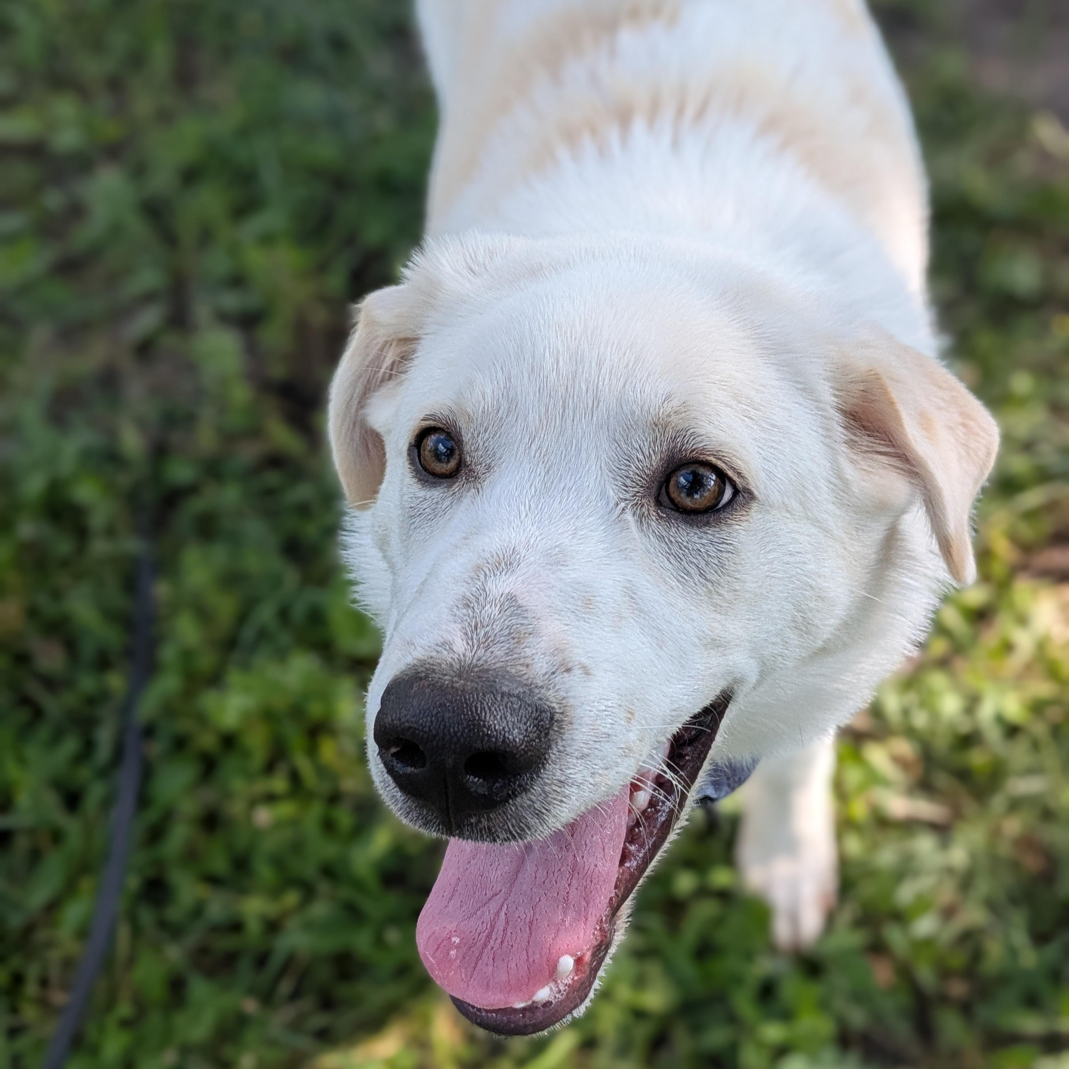 Ranger, an adopted mixed breed in Syracuse, NY image 2/4