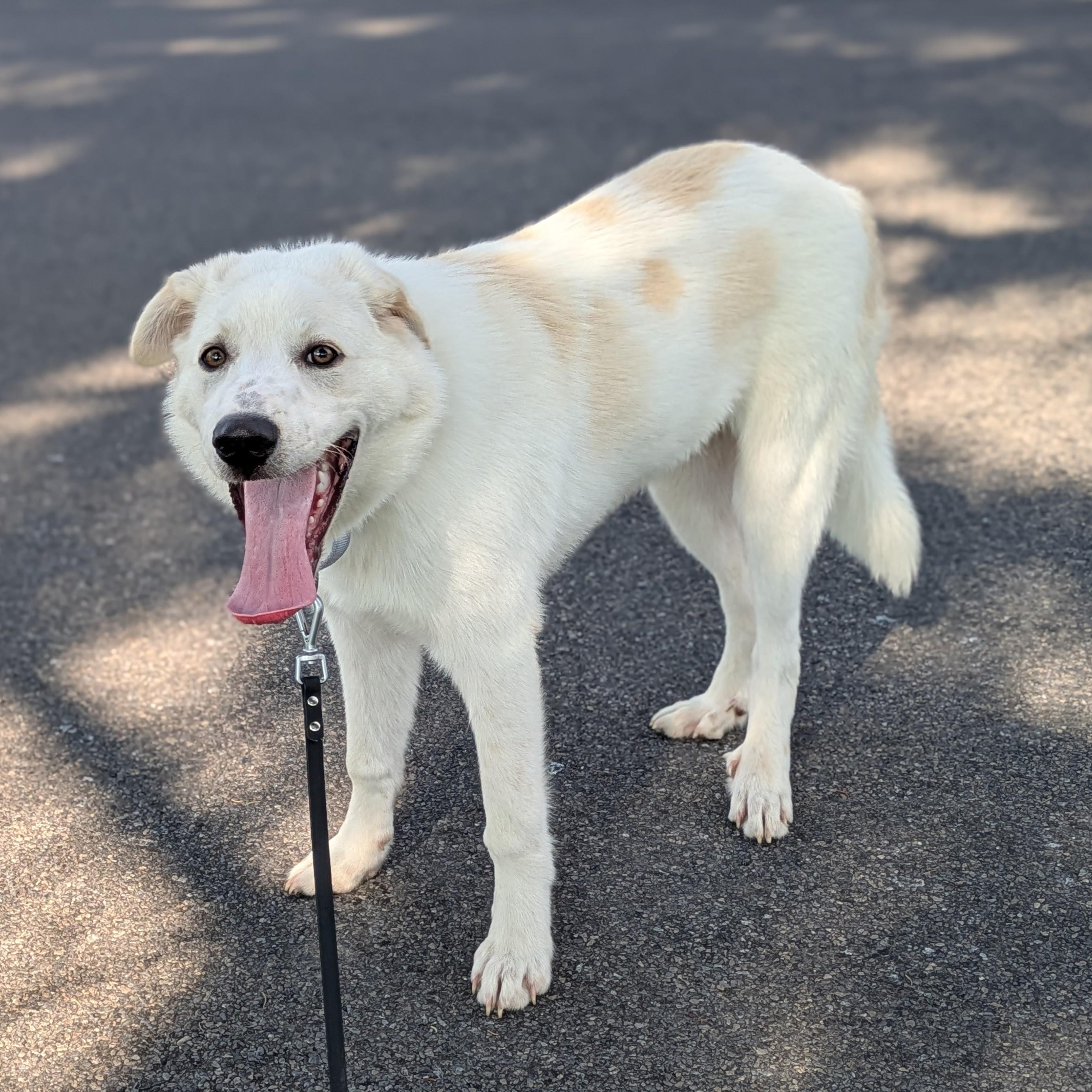 Ranger, an adopted mixed breed in Syracuse, NY image 3/4