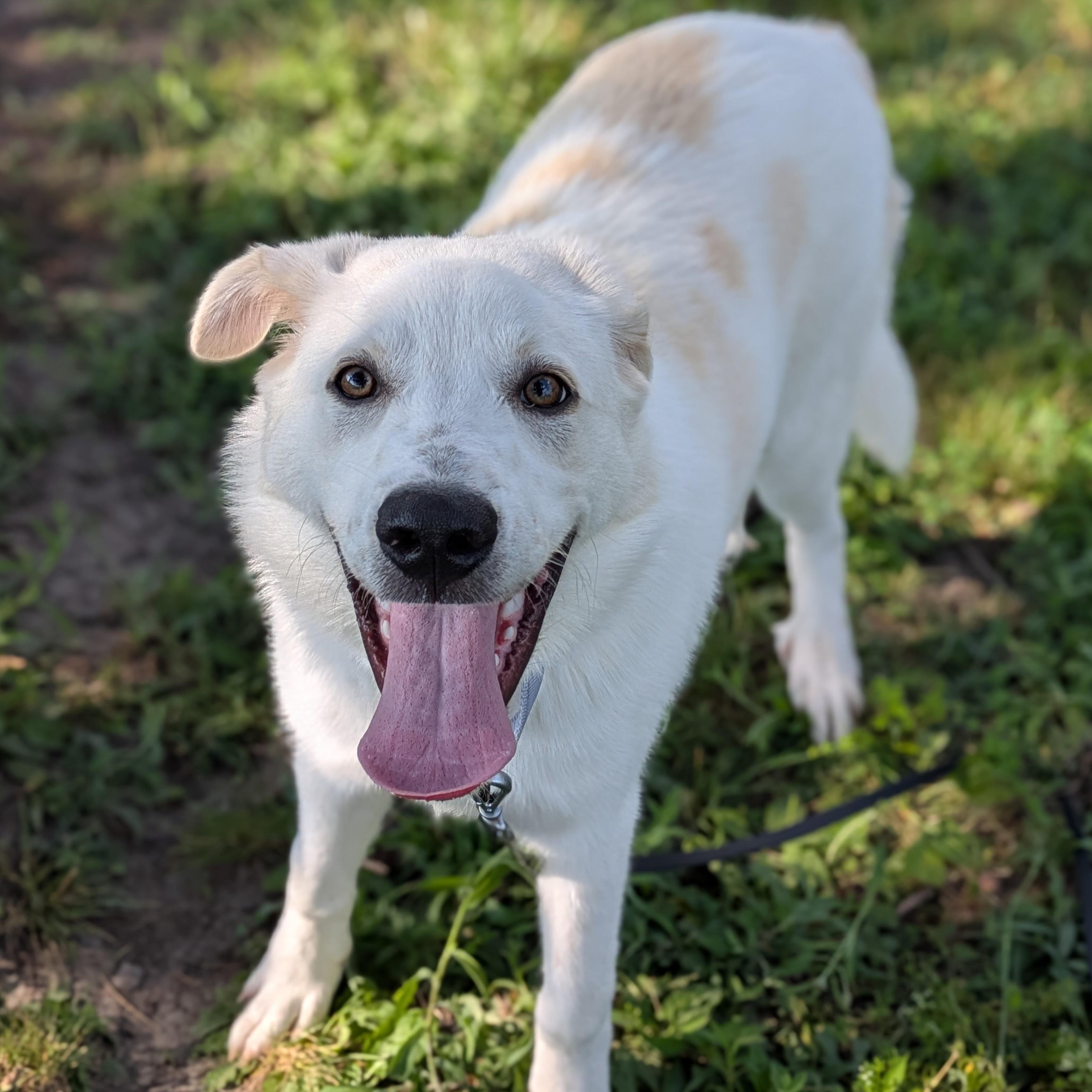 Ranger, adopted, Young Male Great Pyrenees.