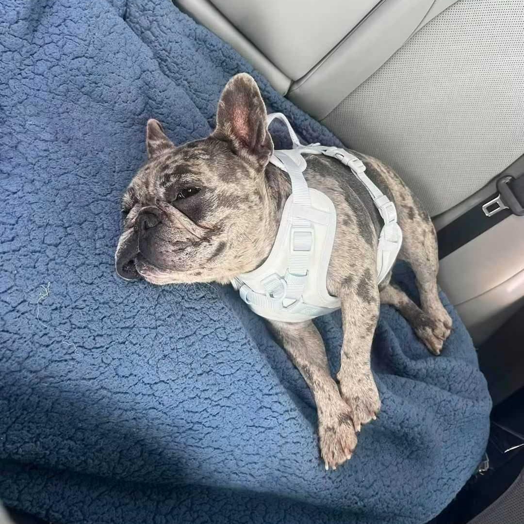 Enlarge Nzu, a Adopted French Bulldog in OKLAHOMA CITY, OK image 2/2