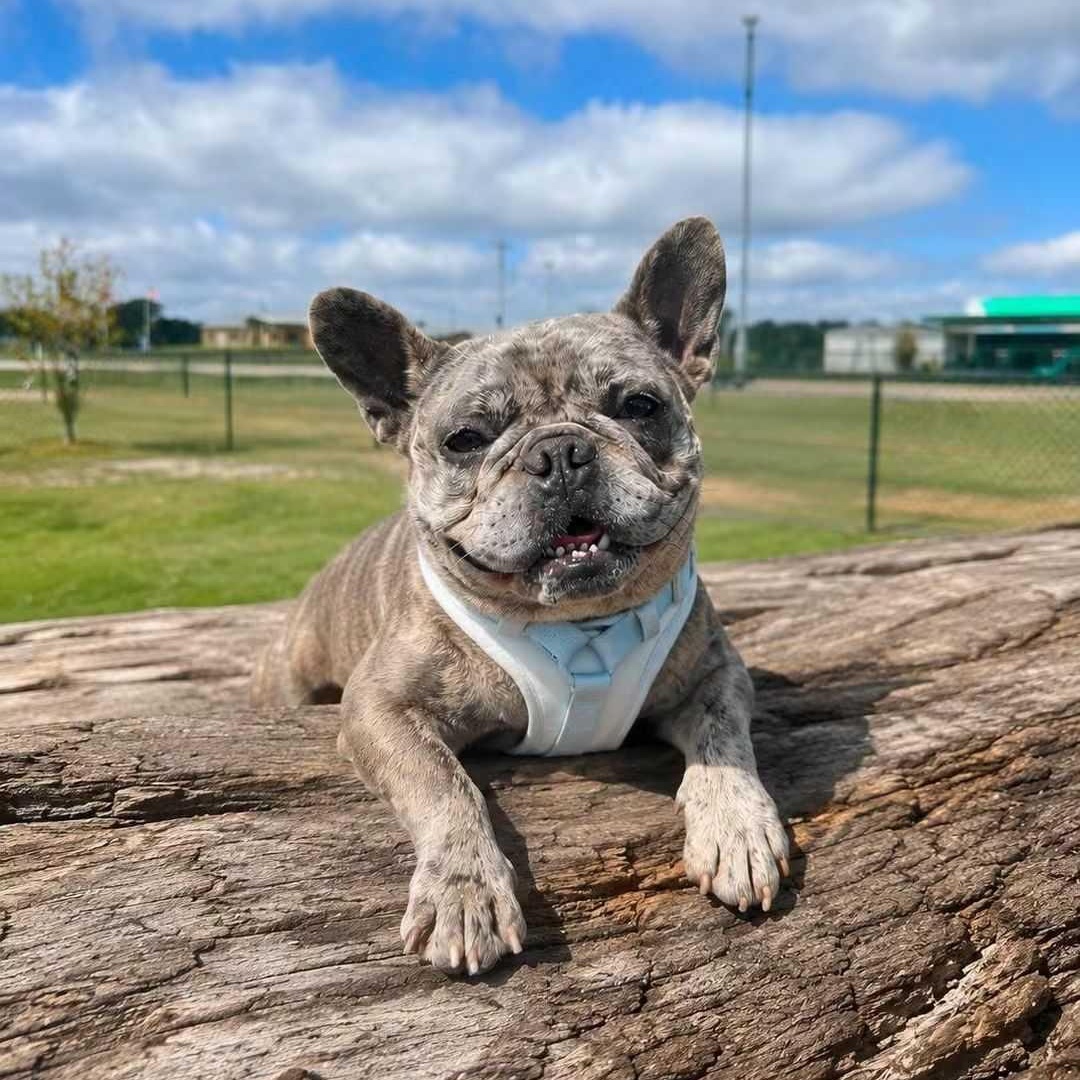 Enlarge Nzu, a Adopted French Bulldog in OKLAHOMA CITY, OK image 1/2
