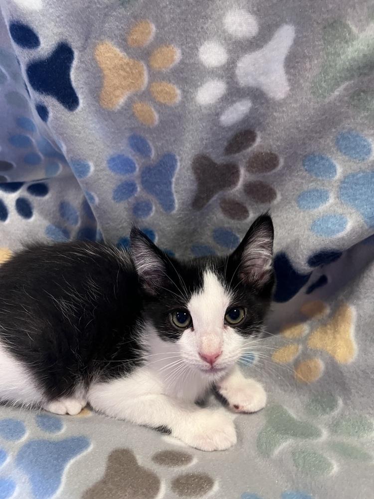 Enlarge Moxie, a Adoptable Domestic Short Hair in Oakdale, CA image 1/2