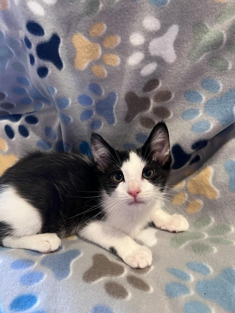 Enlarge Moxie, a Adoptable Domestic Short Hair in Oakdale, CA image 2/2