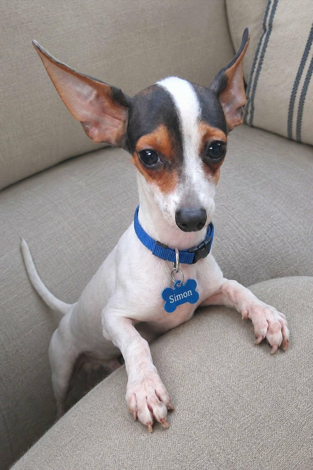 SIMON, Adopted, Young Male Chihuahua & Chiweenie.