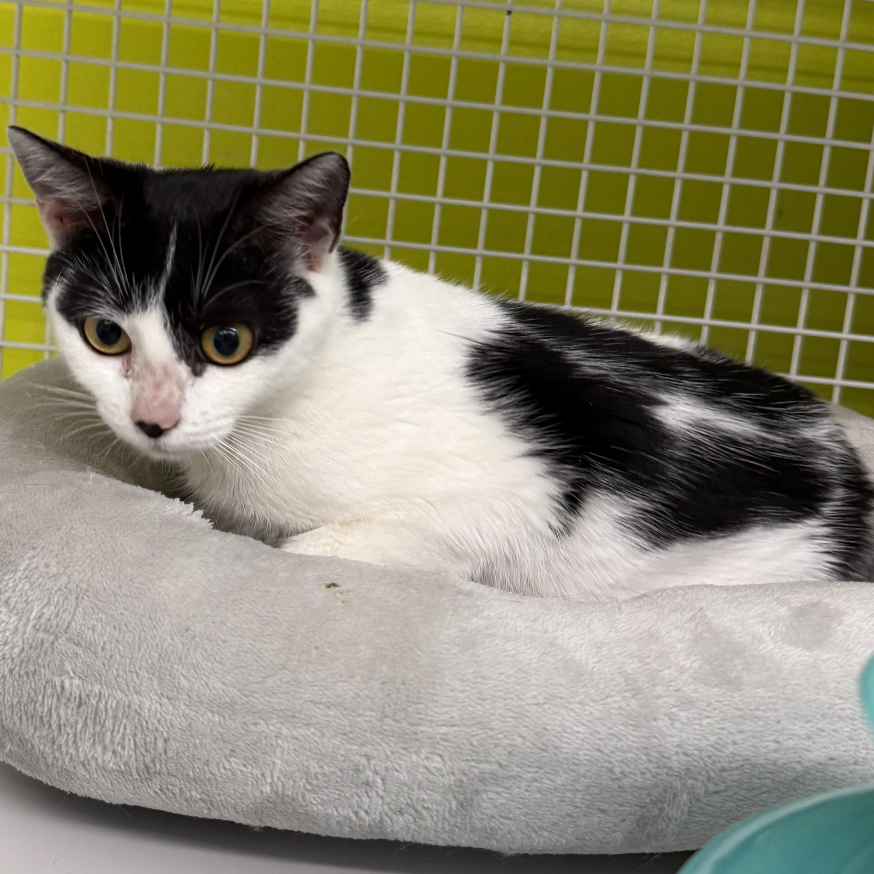 Enlarge Nova, an adopted Domestic Short Hair in Brentwood, CA image 3/3