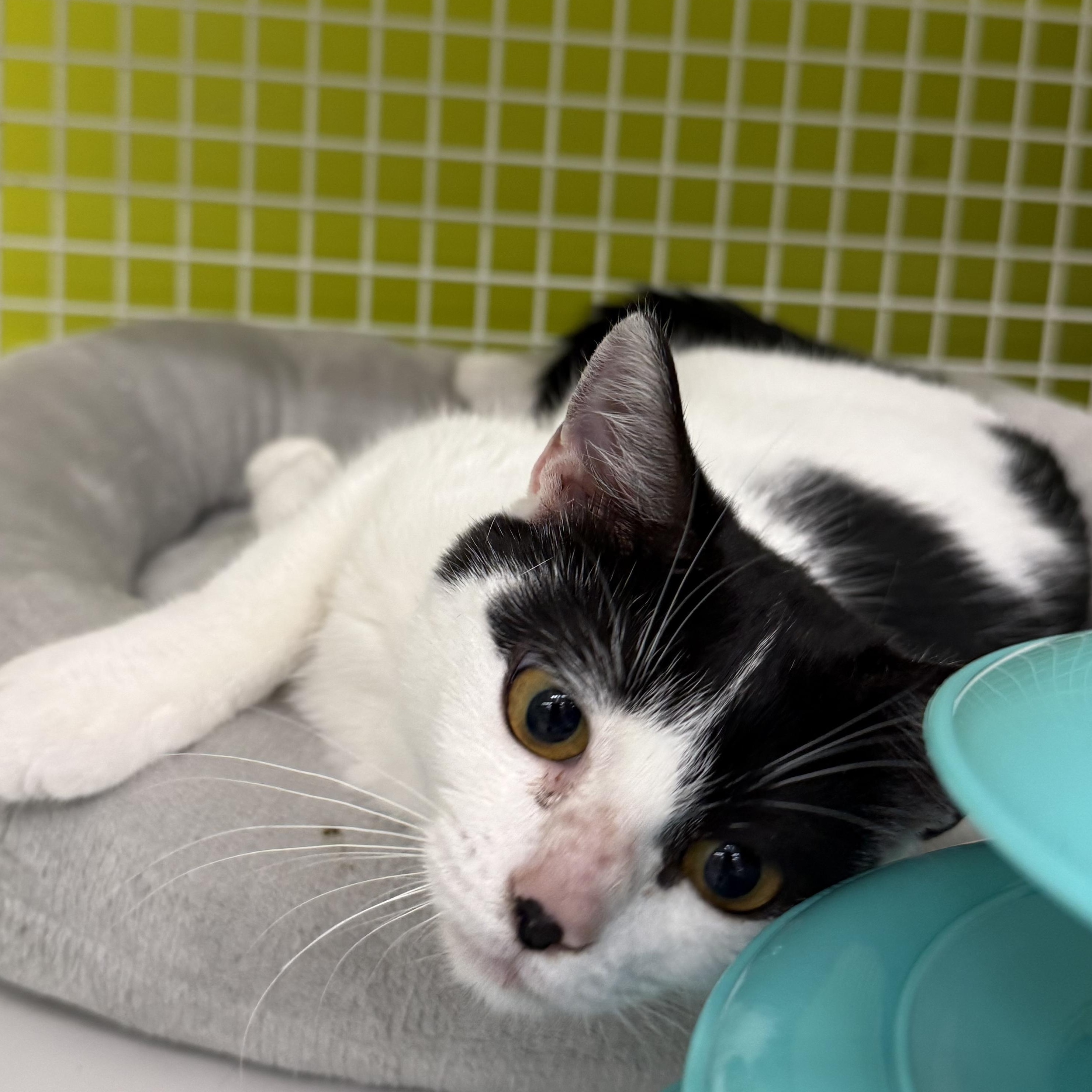 Nova, adopted, Kitten Female Domestic Short Hair.