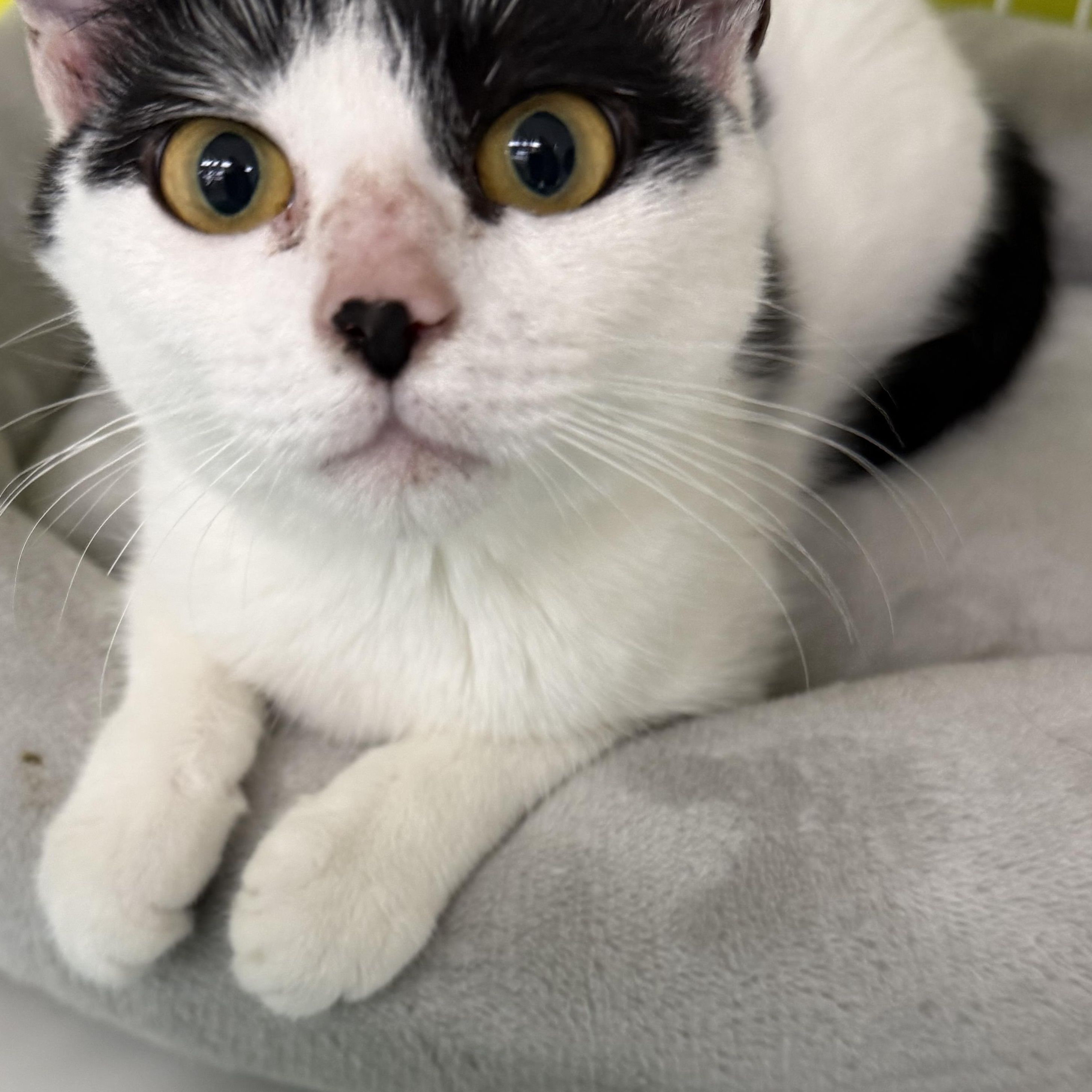 Enlarge Nova, an adopted Domestic Short Hair in Brentwood, CA image 2/3