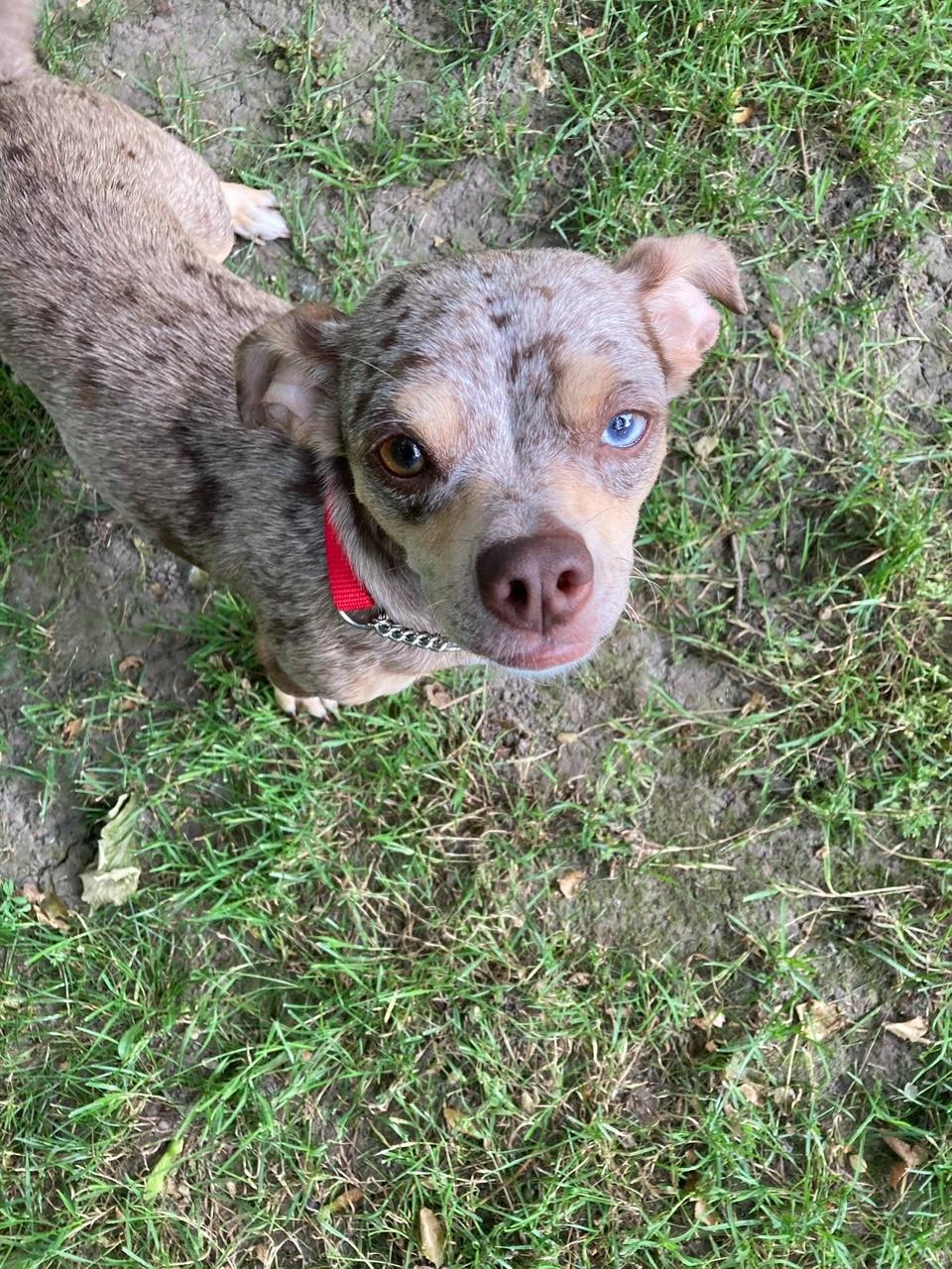 Diva, Adult Female Dachshund