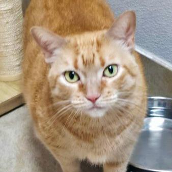 Fran The Chonky, a Adoptable mixed breed in Galveston, TX image 2/4