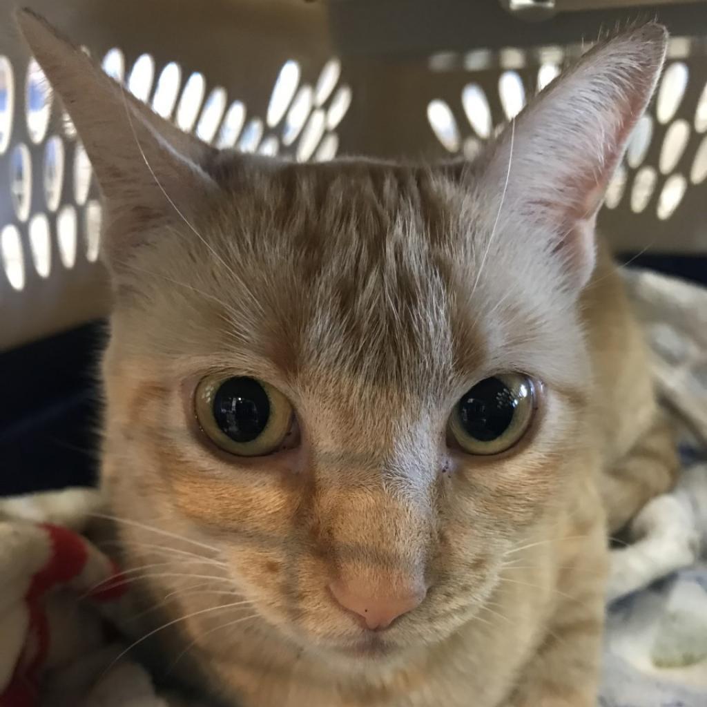 Fran The Chonky, a Adoptable mixed breed in Galveston, TX image 3/4