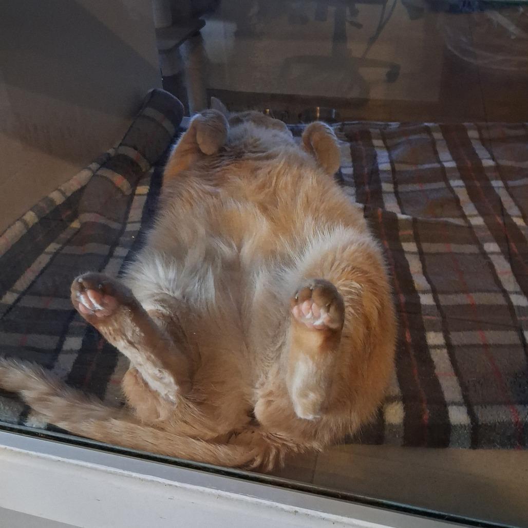 Fran The Chonky, a Adoptable mixed breed in Galveston, TX image 4/4