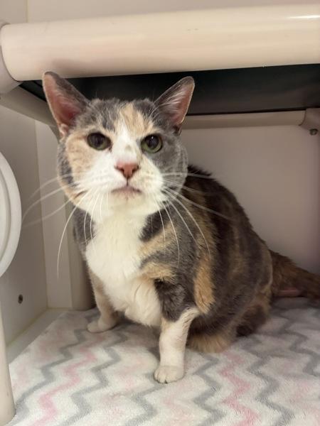 Pyper, Adoptable, Senior Female Domestic Short Hair.