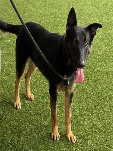 KEVIN, Adoptable, Young Male German Shepherd Dog.