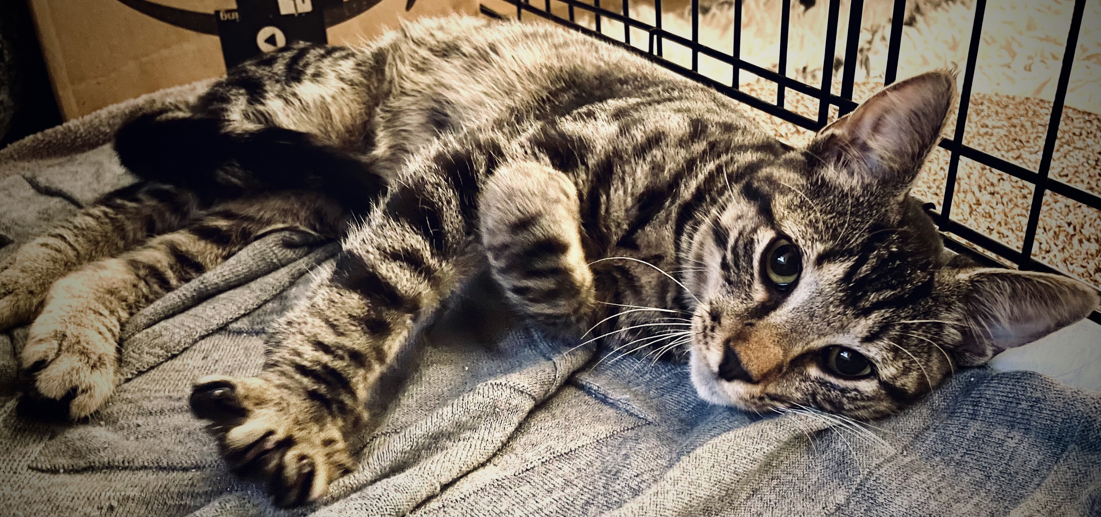 Pepper, a Adoptable mixed breed in Dix Hills, NY image 5/6