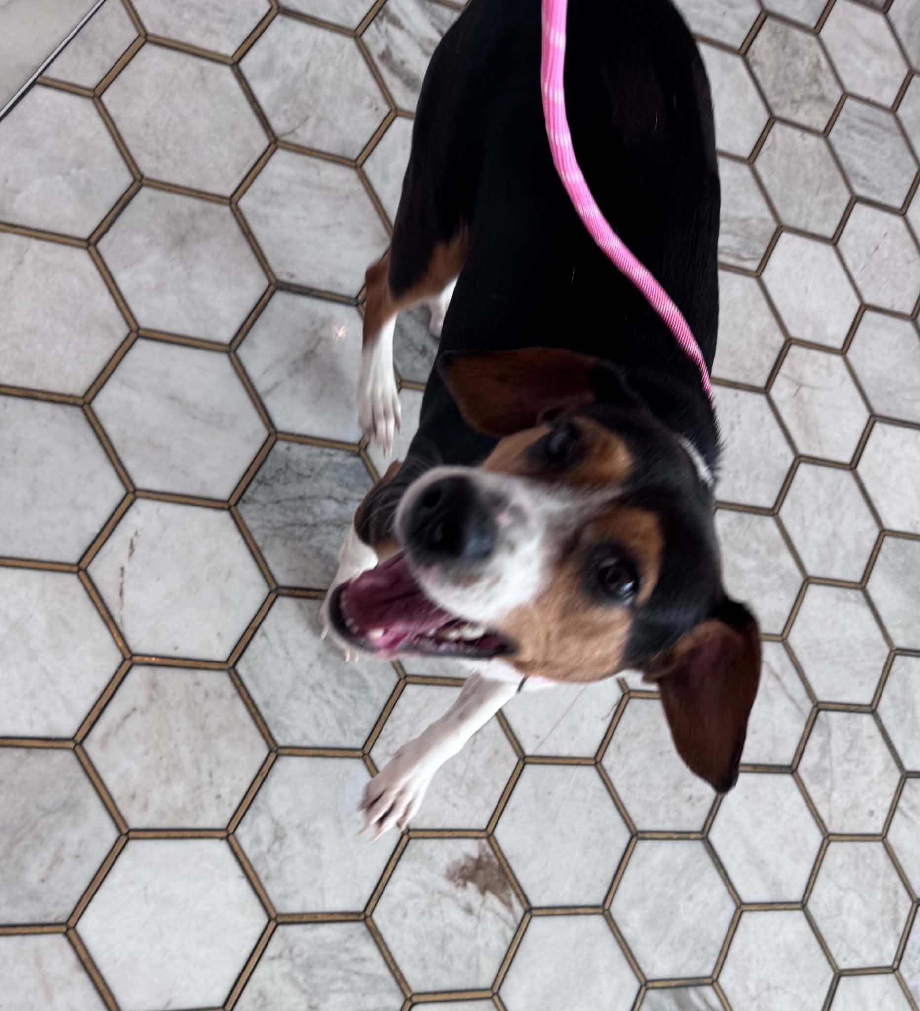 Enlarge Lilly, a ADOPTABLE Beagle in O'Fallon, MO image 1/1