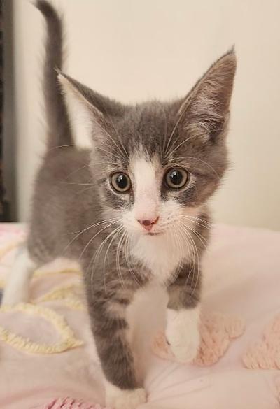 Enlarge Cheesecake, a Adoptable mixed breed in Wilkesboro, NC image 1/2
