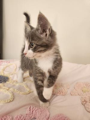 Enlarge Cheesecake, a Adoptable mixed breed in Wilkesboro, NC image 2/2