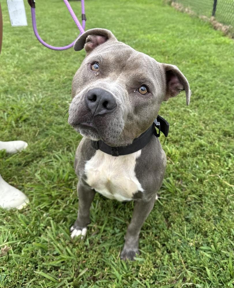 Enlarge Mulligan, a Adopted Pit Bull Terrier in Evansville, IN image 1/5