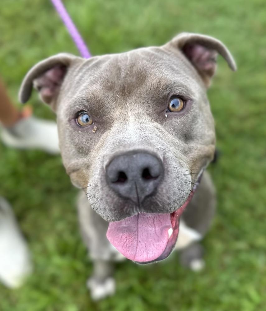 Enlarge Mulligan, a Adopted Pit Bull Terrier in Evansville, IN image 2/5