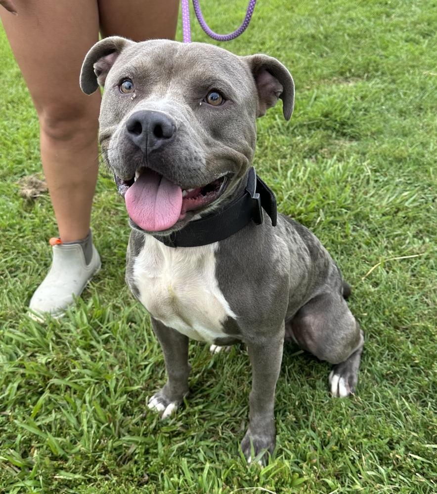 Enlarge Mulligan, a Adopted Pit Bull Terrier in Evansville, IN image 3/5