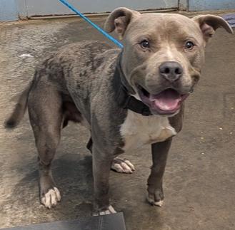 Enlarge Mulligan, a Adopted Pit Bull Terrier in Evansville, IN image 4/5