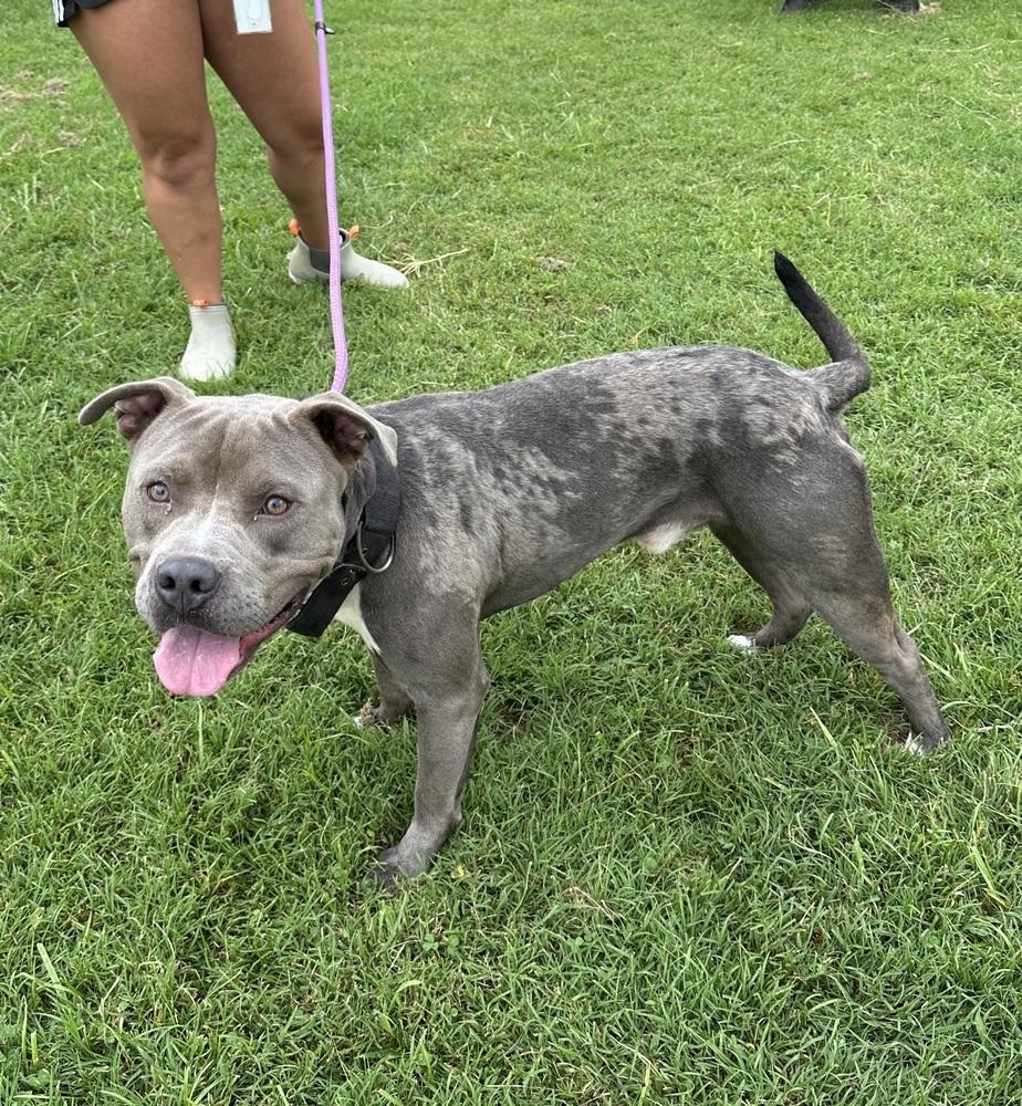 Enlarge Mulligan, a Adopted Pit Bull Terrier in Evansville, IN image 5/5