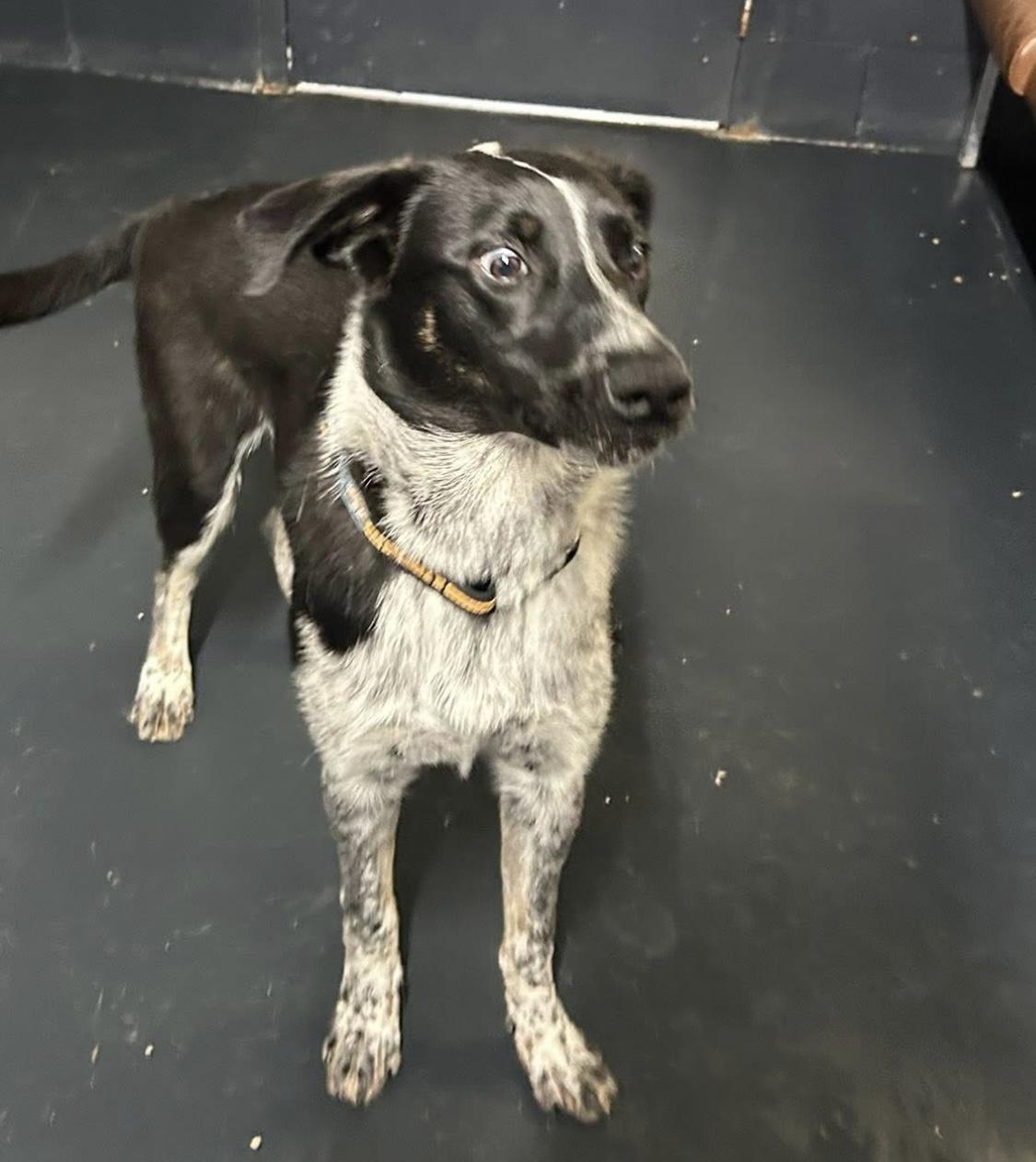 Harpo, Adopted, Young Male Border Collie.